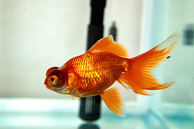 8x8x海外华为永久更新入口在哪:华为手机更新攻略,海外用户必看!-5