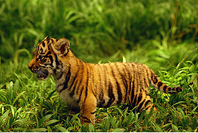 caopon:社交新贵caopon:打造互动新体验-4